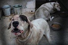 Un bébé dévoré par deux dogues argentins alors qu'il jouait dans la piscine